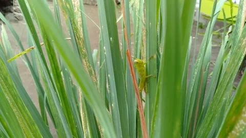 Grasshopper On The Green Grass Around A House Stock Footage 155773279
