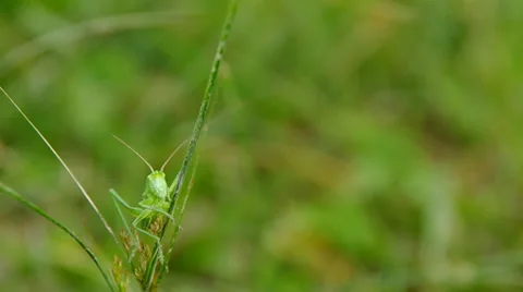 Grasshopper on green grass Stock Footage 38977469