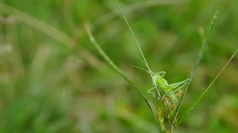Grasshopper on green grass Stock Footage 38979046