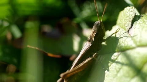 Grasshopper on the green grass Stock Footage 56525659