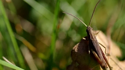 Grasshopper on the green grass Stock Footage 56525684
