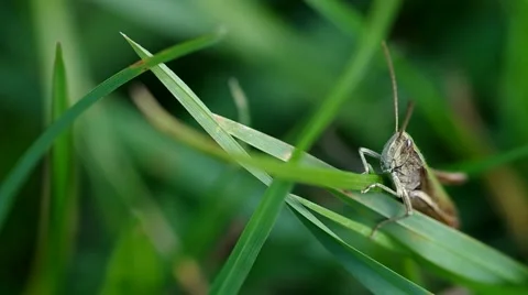 Grasshopper on the green grass Stock Footage 56525698