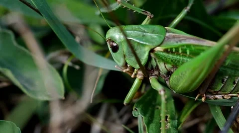 Grasshopper on the green grass Stock Footage 56525740