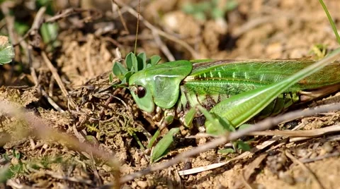 Grasshopper on the green grass Stock Footage 56525766