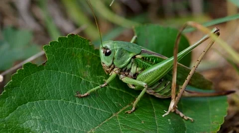 Grasshopper on the green grass Stock Footage 56525830