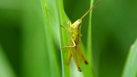 Grasshopper on the green grass Stock Footage 70139992