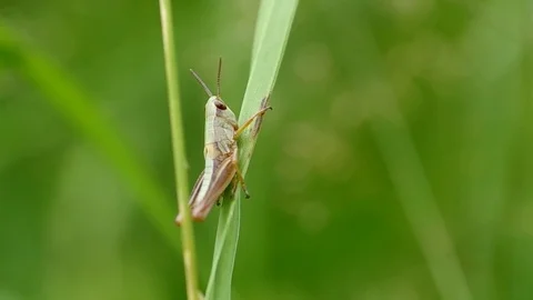 Grasshopper on the green grass Stock Footage 70139999