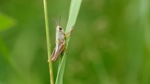 Grasshopper on the green grass Stock Footage 70140553