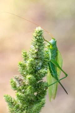 Grasshopper on a green grass Stock Photos