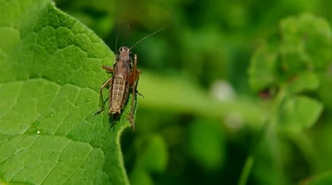 Grasshopper on green leaf Stock Footage 40664875