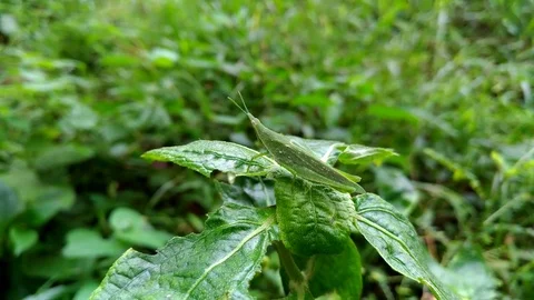 Grasshopper on green leaf Stock Footage 83083604