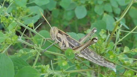 Grasshopper on green leaf. Stock-Footage 118476945