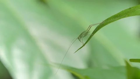 Grasshopper on green leaf. Stock Footage 136234966