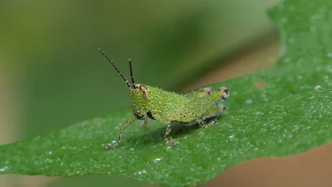 Grasshopper on green leaf. Stock Footage 136235169