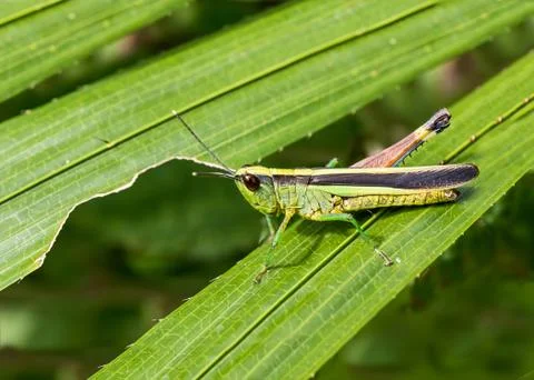 Grasshopper on green leaf in the forest Stock Photos