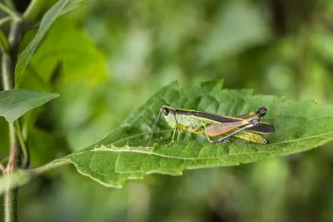 Grasshopper on green leaf in the forest Stock Photos