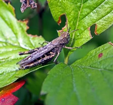 Grasshopper on green leaf, macro Foto stock