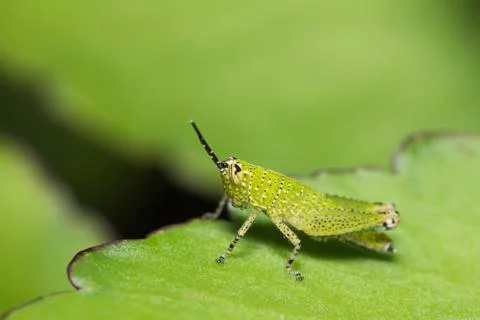 Grasshopper on the green leaf. Stock Photos