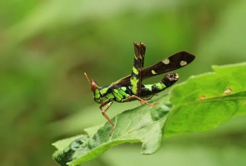 Grasshopper on green leaf Stock Photos