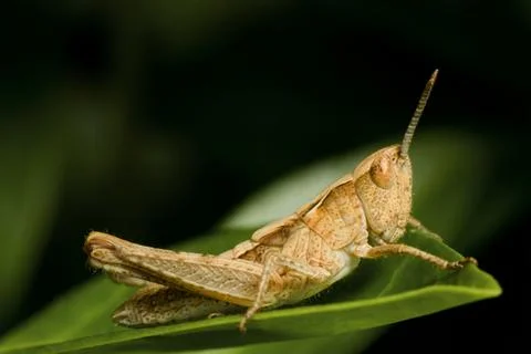 Grasshopper on green Leaf Stock Photos