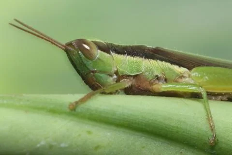 Grasshopper in green leaf. Фото