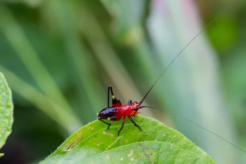 Grasshopper on a green leaf 스톡 사진