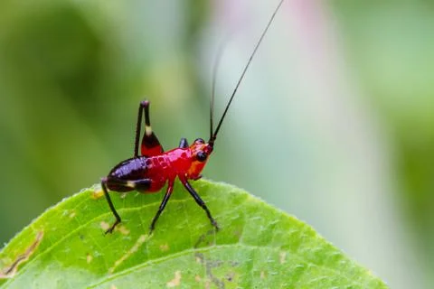 Grasshopper on a green leaf 스톡 사진