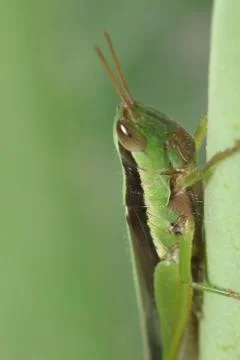 Grasshopper in green leaf. Stock Photos