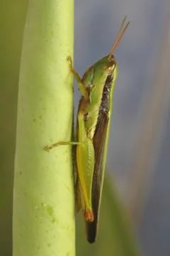 Grasshopper in green leaf. Stock Photos