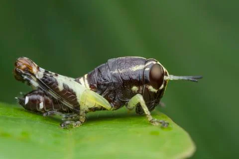 Grasshopper on green leaf Stock Photos