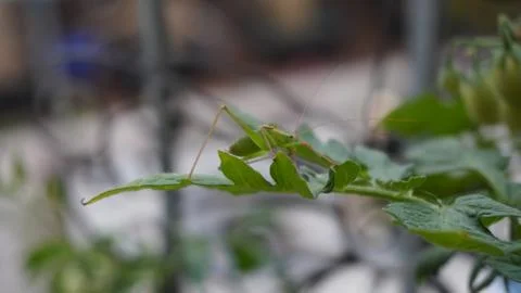 Grasshopper on green leaf Stock-Fotos