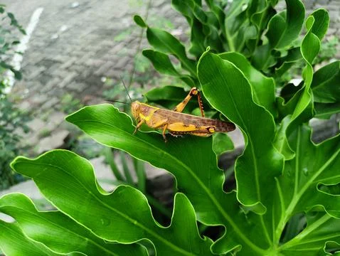 Grasshopper on green leaf 写真素材