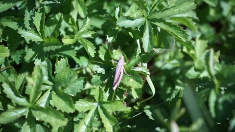Grasshopper on green leaves Stock Footage 115636686