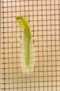 Grasshopper green Stock Photos