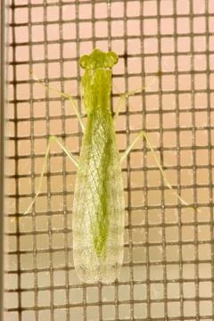 Grasshopper green Stock Photos