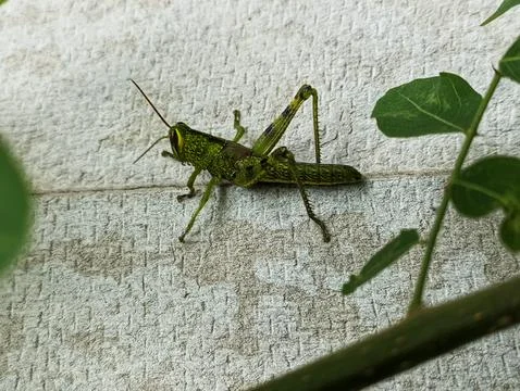 Grasshopper green Stock Photos