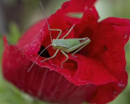 The grasshopper in the green Stock Photos