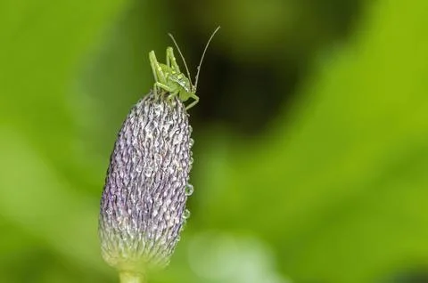 The grasshopper in the green Stock Photos