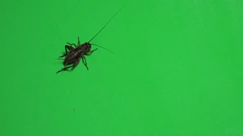 Grasshopper A on Green Screen Chroma Key Pt5 of 11 Stock Footage 241349219