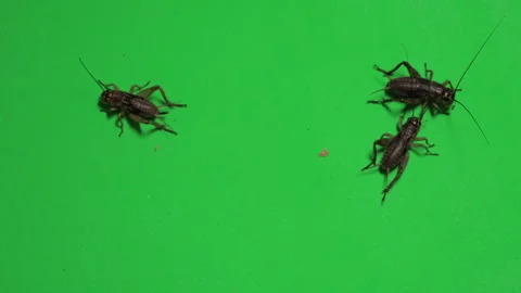 Grasshopper A on Green Screen Chroma Key Pt10 of 11 Stock Footage 241352863