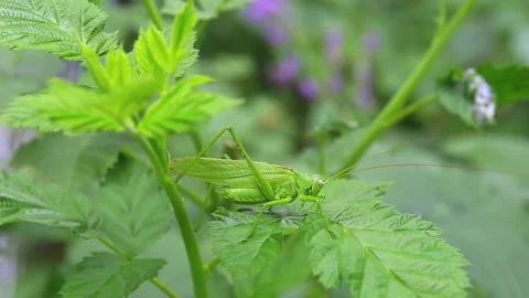 Grasshopper On Green Steming In The Wind. Handleld Vídeo Stock 125483898