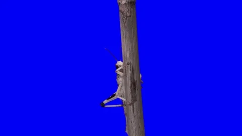 Grasshopper Gregarious Green Screen Effect Vidéo 102607067