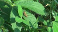 Grasshopper grig bug green grass pasture rural meadow mountain life insect relax HD Footage