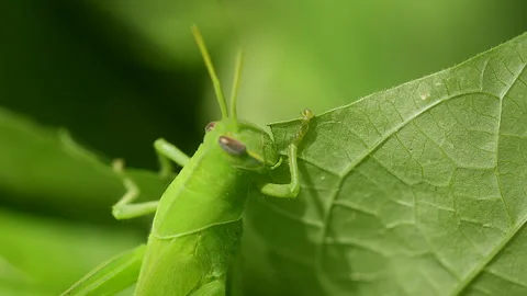 Grasshopper Grips Gnaws Eats Garden Crop Close Up Stock Footage 214236976