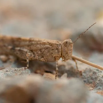 Grasshopper on the ground. Macro. Selective focus Foto stock