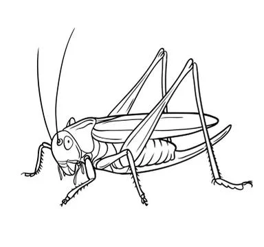 Grasshopper.  Hand drawn style vector design for illustration Stock Illustration