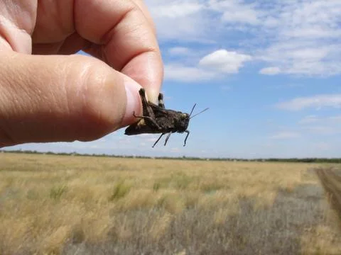 Grasshopper in hand Stock Photos