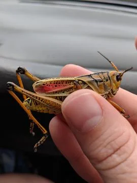 Grasshopper in hand Stock Photos