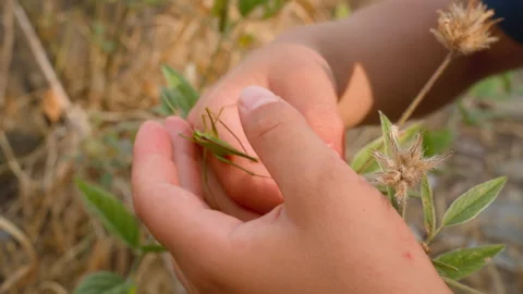 A grasshopper in the hands of a child, close-up against a background of dry Stock Footage 278737878