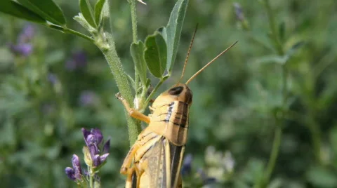 Grasshopper head close P HD 1619 Stock Footage 486903